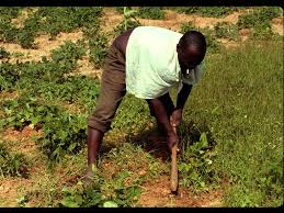 Image result for Panicum trichocladum