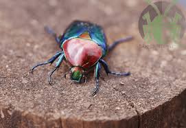 Image result for Kotschya speciosa