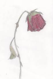 Make the base thicker than the tips. Dying Rose Drawing At Paintingvalley Com Explore Collection Of Dying Rose Drawing