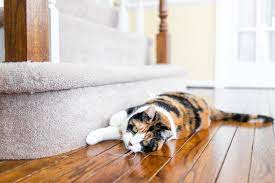 How To Stop Your Cat From Scratching The Carpet