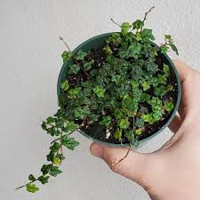 Image result for Ficus persicifolia