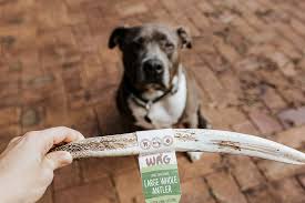 100% natural and cruelty free! 5 Best Antler Dog Chews Safe Deer Antler Snacks For Dogs