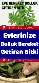 Elde edeceğimiz mal ve serveti israf etmeden, senin razı olacağın yerlere kendimiz, ailemiz ve insanlık için en hayırlı şekilde değerlendirebilmeyi. Bolluk Bereket Getiren Bitki Farm Gardens Plants Herbs