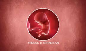 Mampaps ketika masuk usia kehamilan 11 minggu, mual dan muntah mama akan sedikit berkurang atau bahkan tidak ada lagi. Perkembangan Janin 11 Minggu Kehamilan Perubahan Ibu Bayi