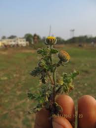 Image result for Grangea