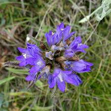 Image result for campanula glomerata