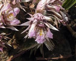 Image result for Lepidagathis randii