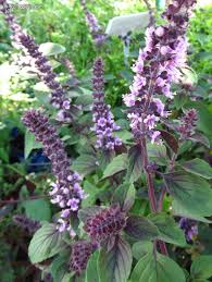 Image result for Ocimum angustifolium