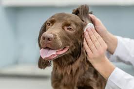 Image result for mold in the ear dog
