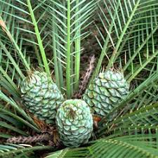 Image result for Macrozamia communis