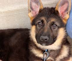 You can also ask family and friends if they can recommend a. Milwaukee German Shepherds Home Facebook