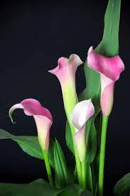 Dsc 6543 Beautiful Flowers Types Of Flowers Calla Lily