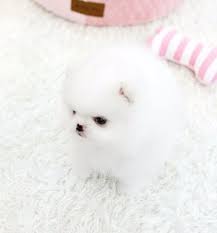 Maybe you would like to learn more about one of these? Teacup Pomeranian For Sale Best Prices From Top Breeders