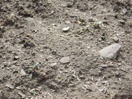 When ryegrass/bluegrass seed blends are grown as sod, the bluegrass rhizomes help hold sod together while the sod is being cut, transported and planted. Grass Seed Germination Time Mike S Backyard Nursery
