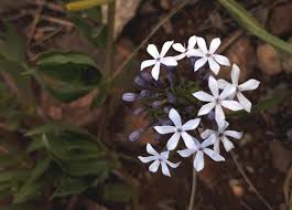 Image result for Pentanisia