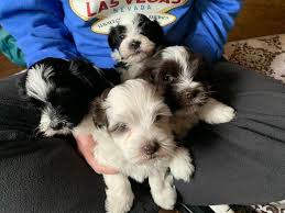 He is a great choice for anyone looking for a puppy that is going to play and snuggle! Havanese Puppies For Sale Near Denver Co Wildflower Havanese Colorado Wildflower Havanese