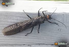 For example, if your resume indicates that you managed a team for ongoing projects, you can describe the 3. Specops Pest Control Llc 36 Photos Pest Control Service Main St Ne Minneapolis Mn 55418