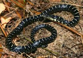 Black And White Snake Northern California Eastern Black Kingsnake Lampropeltis Nigra Kentucky Snake Identification