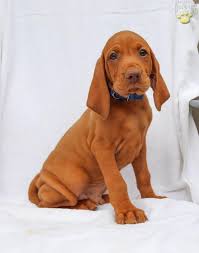 Lancaster puppies advertises puppies for sale in pa, as well as ohio, indiana, new york and other states. Vizsla Puppies Ohio