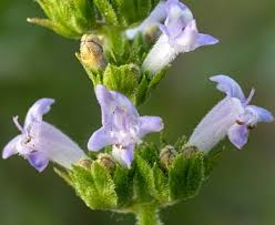 Image result for Cantinoa