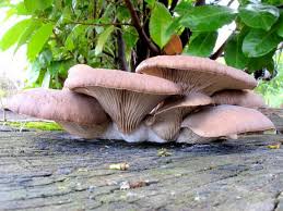 Selain dinding aku yang mampu ternak cendawan enoki, baru aku tahu almari aku pulak mampu ternak. Di Mana Dan Bagaimana Cendawan Tiram Berkembang Di Mana Pokok Di Atas Tanah Dan Di Hutan 44 Foto
