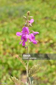 Image result for Tephrosia purpurea