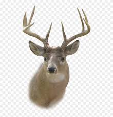 Deer Head Stencil Deer Head Png Clipart 214899 Pikpng Here you can explore hq deer skull transparent illustrations, icons and clipart with filter setting like size, type, color etc. deer head stencil deer head png