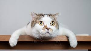 Por Que Creemos Que Los Gatos Son Menos Carinosos Y Amigables Que Los Perros Y Cuan Cierto Es Eso Bbc News Mundo