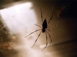 Les Araignees D Interieur Sont Elles Un Danger Pour Notre Famille