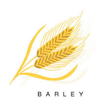 Barley Ear Infographic Illustration With Realistic Cereal Crop Plant And Its Name Stock Vector Illustration Of Barley Farm 90271970 A wide variety of barley plant options are available to you, there are 1,262 suppliers who sells. barley ear infographic illustration