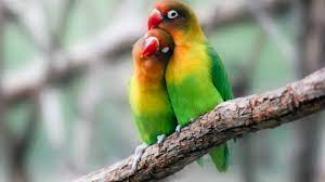 Find photos of lovebirds for adoption near you. Lovebird Breeding Basics Explained