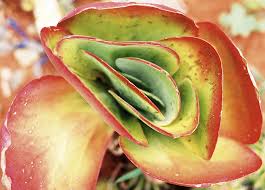 Image result for Kalanchoe glaucescens