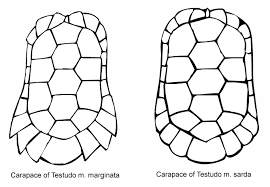 marginated tortoise wikipedia