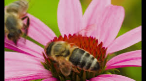 Flowers play a key role in attracting pollinators. Bees Pollinating Youtube