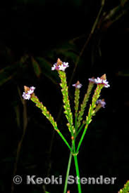 Image result for Verbena litoralis