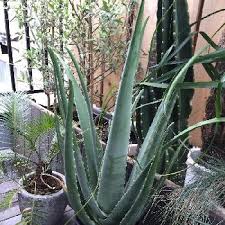 アロエ ベラの育て方 屋外や室内での栽培方法 植え替え時期は Greensnap グリーンスナップ
