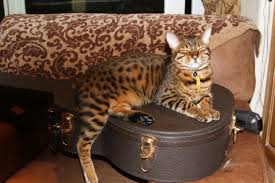 Mokave Cat Guitar Anybody Maui Cats Large Cat Breeds Large Cats