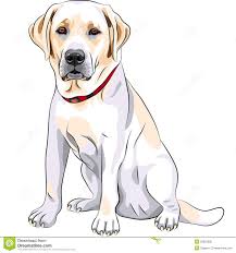 Here you can explore hq chocolate lab transparent illustrations, icons and clipart with filter setting polish your personal project or design with these chocolate lab transparent png images, make it. Cartoon Labrador Retriever Drawing Novocom Top