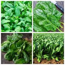 Bayam Biji Bijian 4 Jenis Tumbuhan Sayur Sayuran Benih Garden Seeds Market Penghantaran Percuma