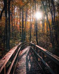 Walk In The Woods Today Walk In The Woods Wood Pretty Pictures