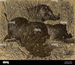 Pigsticking in india hi-res stock ...