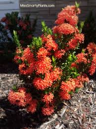 Image result for Ixora fastigiata