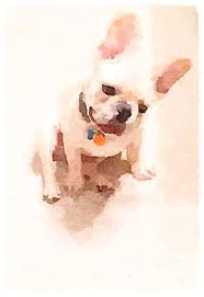 Show off your favorite photos and videos to the world, securely and privately show content to your friends watercolor pet portraits + join group. Waterlogue App Turned A Picture Into A Water Color Camelot Pet Portraits Watercolor Art Watercolor