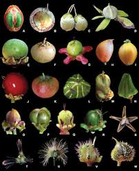 Image result for Triaspis macropteron