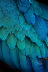 Blue Bird With Spiky Hair Blue And Teal Feathers Of A Macaw Macaw Feathers Blue Bird Bird Wings