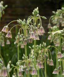 Allium Bulgaricum Allium Flower Bulb Index Allium Flowers Planting Flowers Bulb Flowers