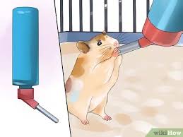 More images for how often should i feed my hamster » How To Feed Hamsters 10 Steps With Pictures Wikihow