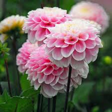 Image result for Dahlia x pinnata `Pompon Lilliput`