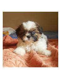 Pricing on pups may be changed at any time that we do not have a deposit or reservation on a puppy. Shih Tzu Puppies For Sale Gender Female