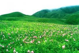 Picture Of Siroy Lily Manipur India Manipur Zoological Garden National Parks